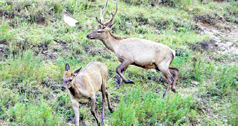 مارتوكتە مارال وسىرىلۋدە