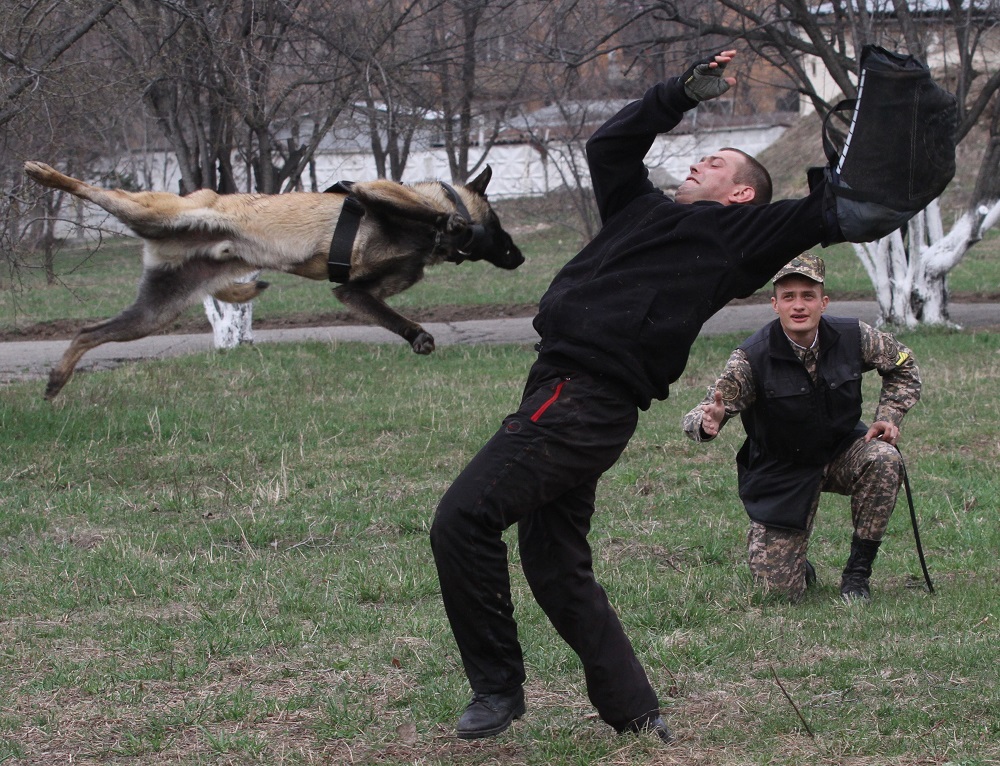 شەكارا قىزمەتى اكادەمياسى ءيىسشىل يتتەردى ۇيرەتەدى