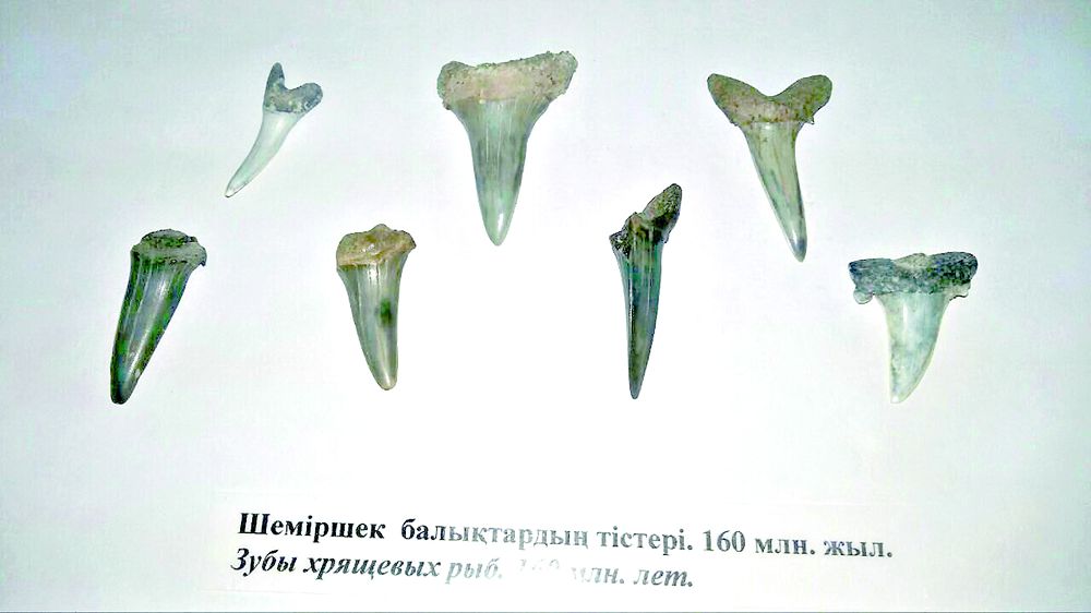 «تۇيەمويناق اكۋلاسىنىڭ» ءتىسى