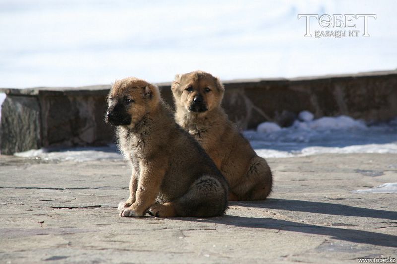 قازاقتىڭ قايران توبەتى-اي!