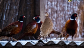 جاسىل بەلدەۋدە قىرعاۋىل سانى قالاي كوبەيۋدە؟