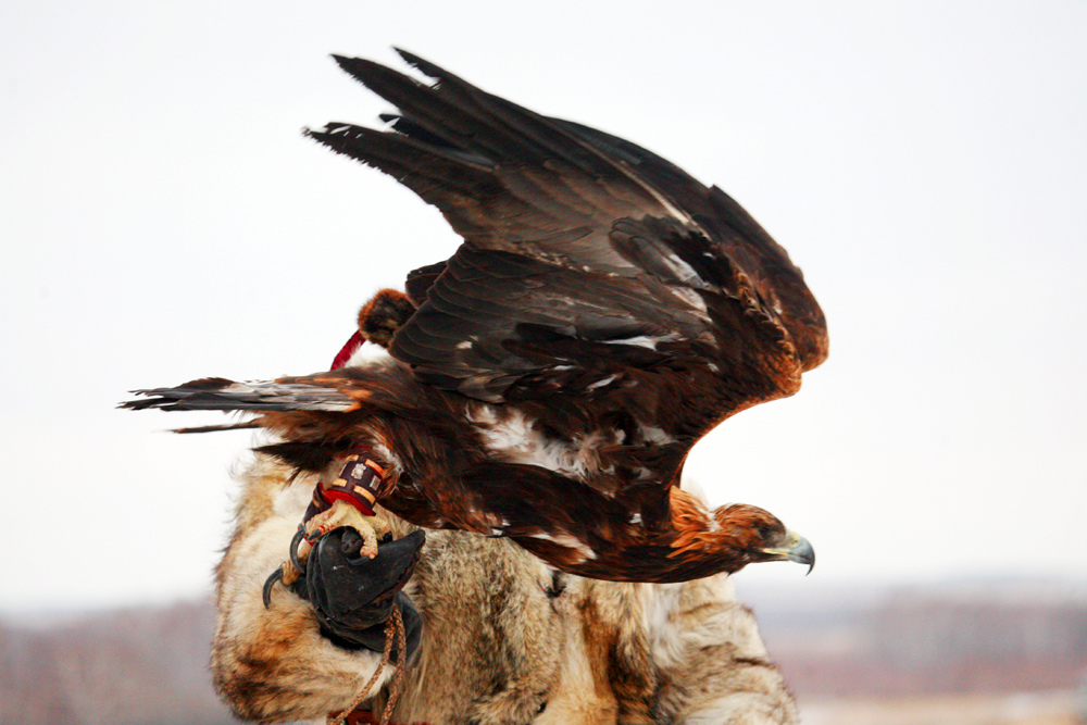 الماتىدا بۇركىتشىلەردىڭ كەزەكتى فەستيۆالى وتەدى