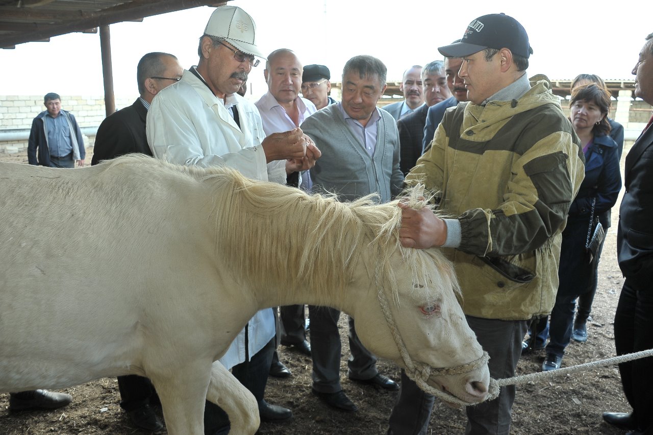 اتىراۋدا جانۋارلار اۋرۋلارىنىڭ الدىن الۋ ءۇشىن ەكى ملن-عا جۋىق ۆاكتسينا ساتىپ الىنادى