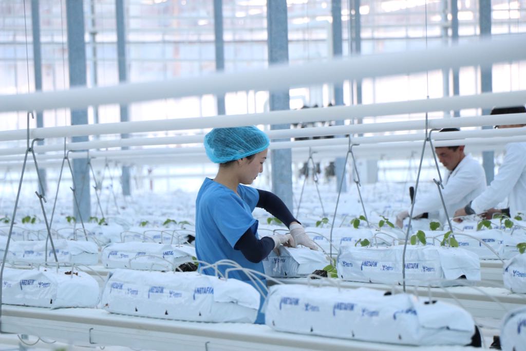 قۇلسارىدا جىلىجاي  اشىلدى