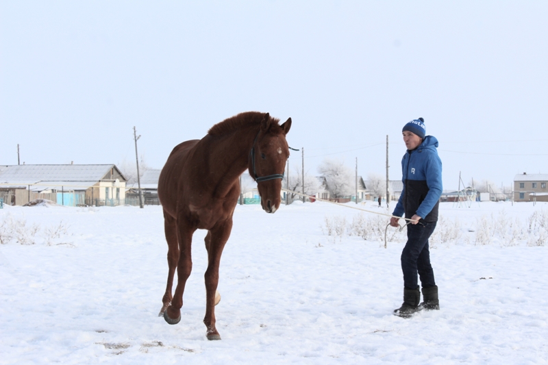 جىلقى ۇيىرمەسىن اشتى