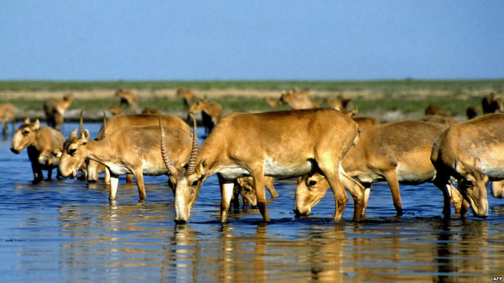  ۇلىبريتانيا ۆەتەريناريا كوللەدجى: كيىك نەگە قىرىلدى؟
