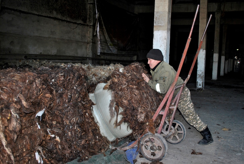 قوي ءجۇنىن قىتايعا ەكسپورتتايدى