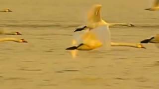 قىسىمەت. پەرۋايىم. ۋا, داريعا...
