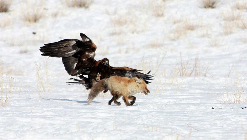 قازاقستانداعى ۇلتتىق اڭشىلىقتىڭ جاي-كۇيى قانداي؟ 