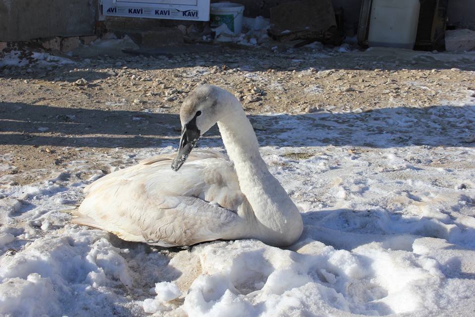 اۋىل تۇرعىنى اداسقان اققۋدى توبىنا قوستى