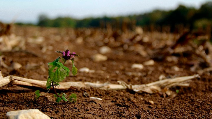 نۇرعالي وراز. قاسيەتتى قارا جەر
