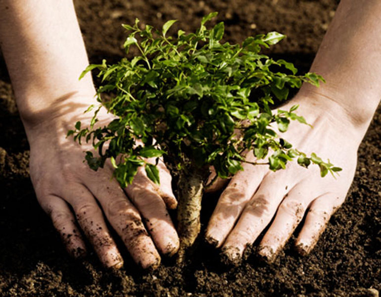 ەلوردادا جاڭا تۋعان ءار نارەستەگە ءبىر ءتۇپ اعاشتان وتىرعىزىلاتىن بولادى