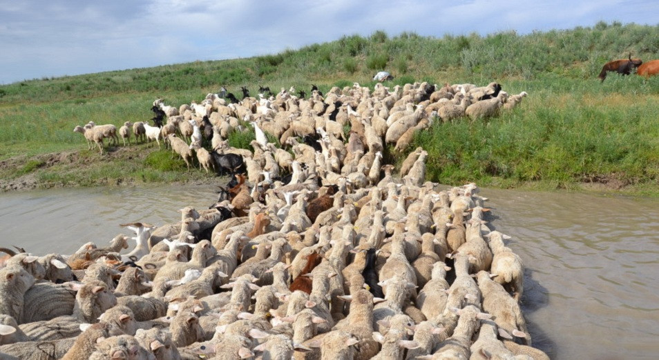 جەتىسۋدا مال باسى كوبەيىپ, ءونىم ارتىپ كەلەدى