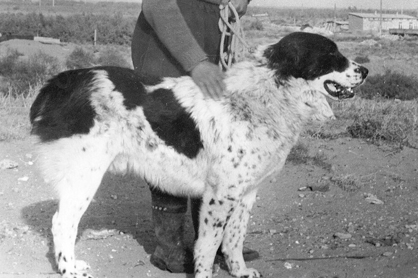 جاقسى يت... (اڭگىمە)