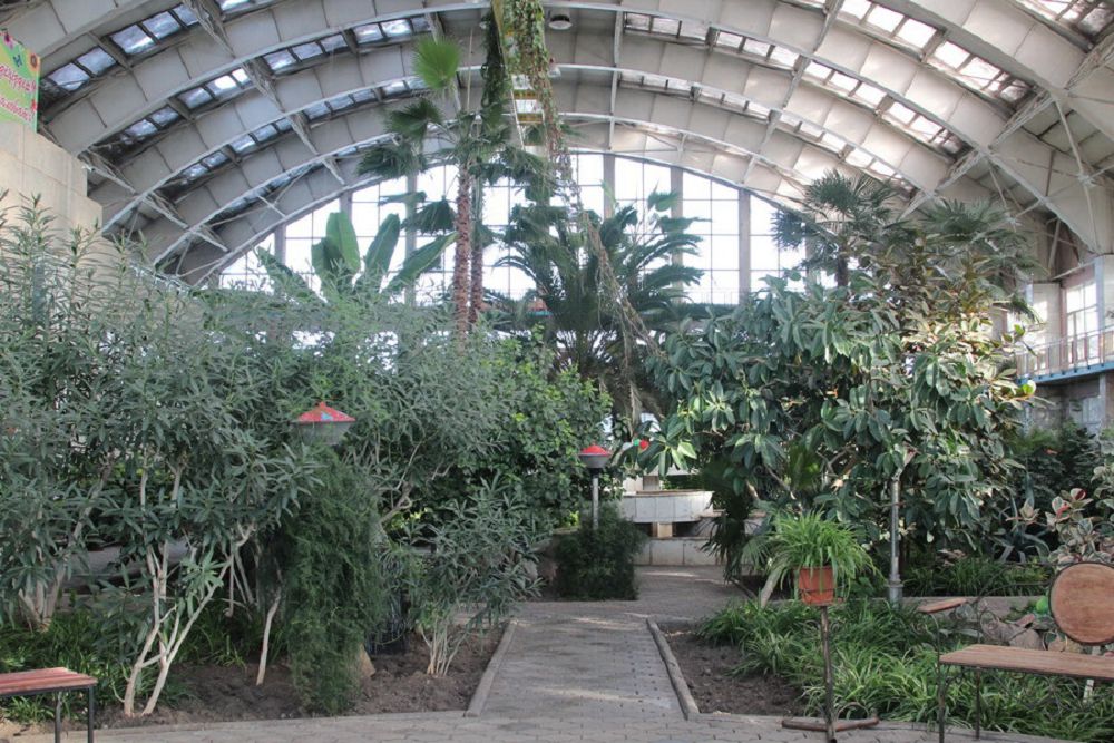 تەمىرتاۋداعى «قىسقى باقتا» شەففلەرا گۇلدەدى