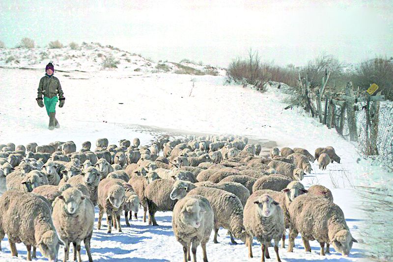 پروكۋرور مال باعىپ ءجۇر نەمەسە ەسىم قويۋدا ەسكەرەر دۇنيە كوپ