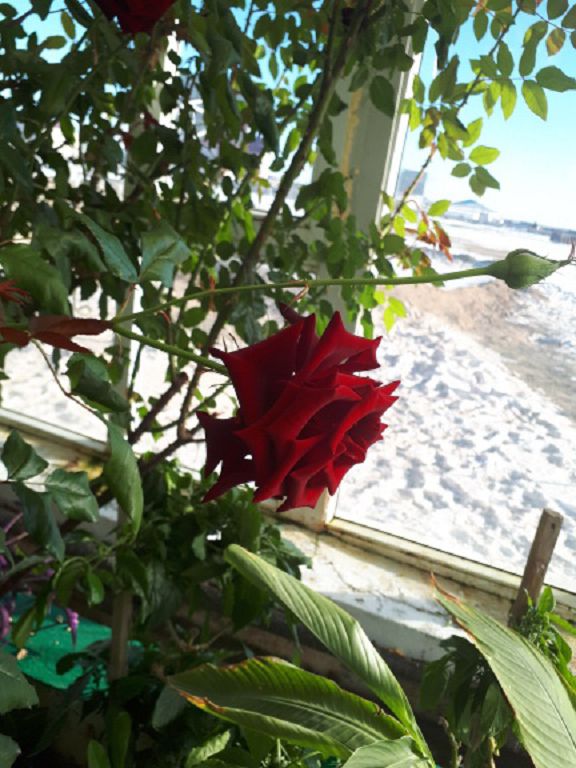 ساي-وتەس اۋىلىنداعى جىلىجايدا تروپيكالىق جەمىستىڭ 74 ءتۇرى وسەدى