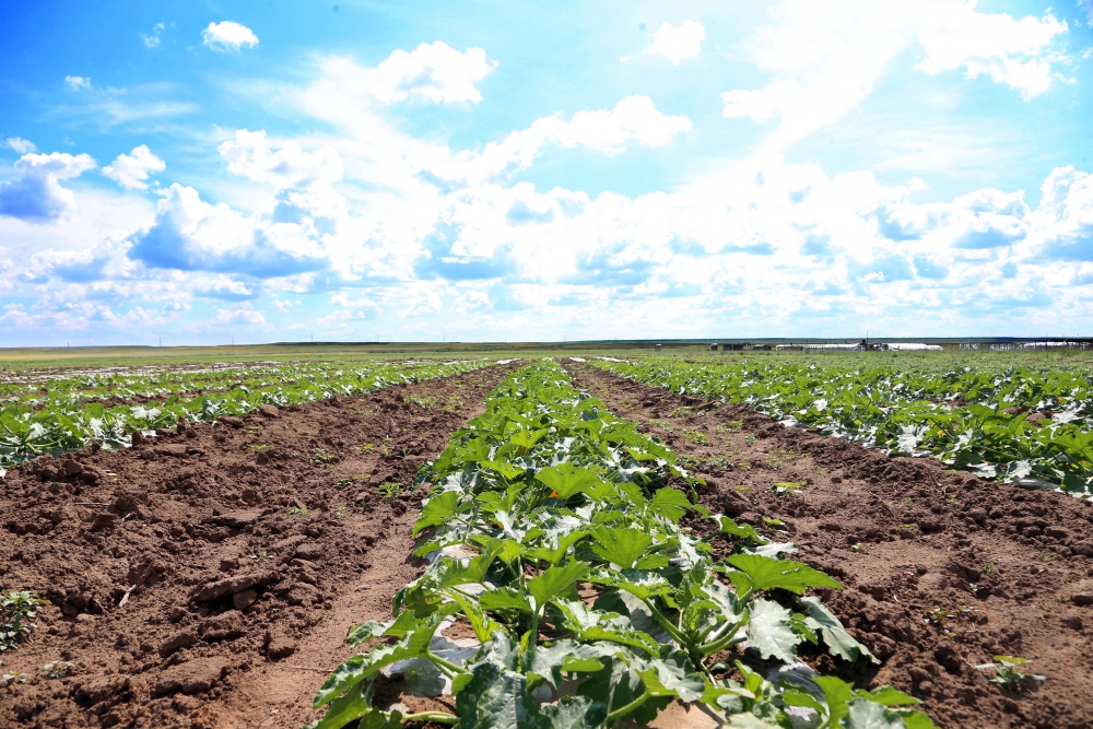 اگرارلىق سالانى قولداۋدىڭ جاڭا تاسىلدەرى قاجەت