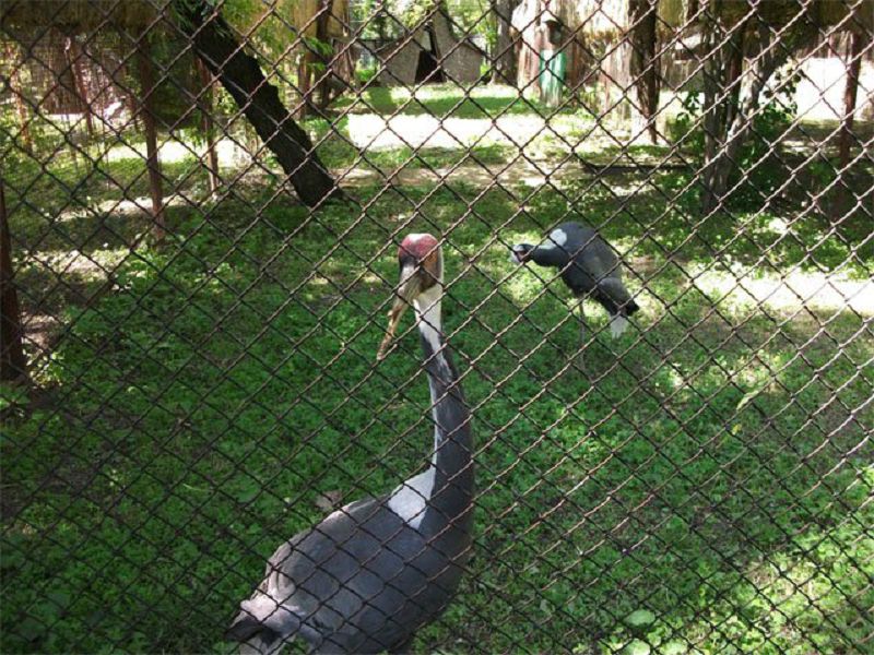 قيسىنسىز قويىلعان اتاۋلار