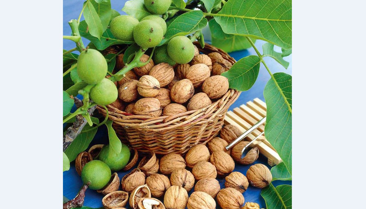 جاڭعاقتەكتەس جەمىستەردى وسىرۋگە نازار اۋدارۋ قاجەت
