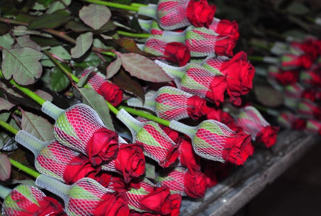 وڭتۇستىكتىك باعبان ايەلدەر مەرەكەسىندە 50 مىڭ راۋشان گ ۇلىن ساتىلىمعا شىعارماق