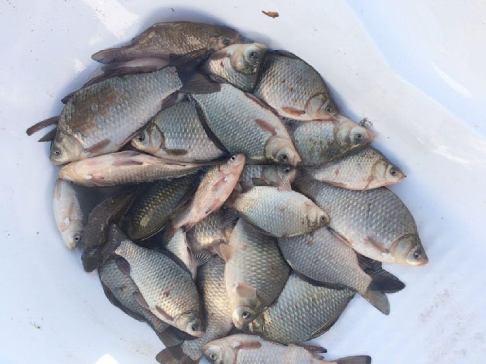 
باعالاي بىلگەنگە بالىق تا بايلىق

