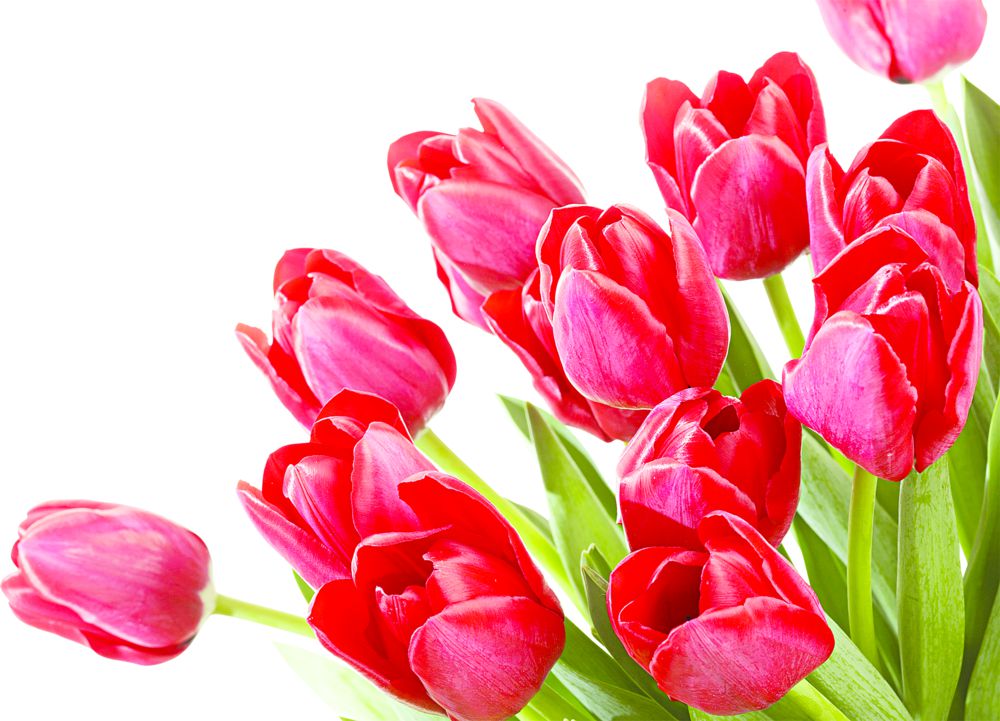 «انالارعا تاعزىم» – ايرىقشا جوبا