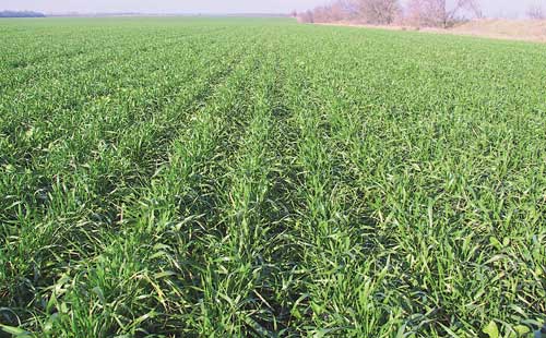 جالعا الىنعان جەرلەرگە ۇزدىكسىز مونيتورينگ جۇرگىزىلمەك