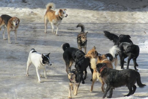 اقتاۋدا قاڭعىباس يتتەردىڭ شابۋىلى توقتار ەمەس