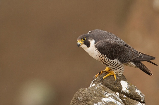 استانا اۋەجايىنان سۇڭقار تۇقىمداسىنا جاتاتىن قۇستار تابىلدى