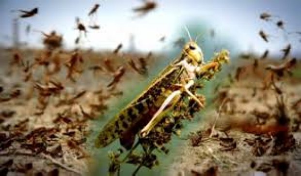 وقو-دا شەگىرتكەنىڭ قاۋپى كۇشەيىپ تۇر
