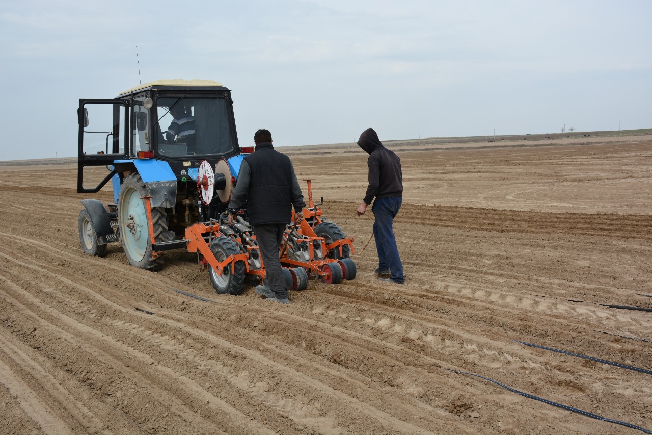 شاردارالىق ديقان يننوۆاتسيالىق ادىسپەن 33 گەكتارعا پياز ەكتى