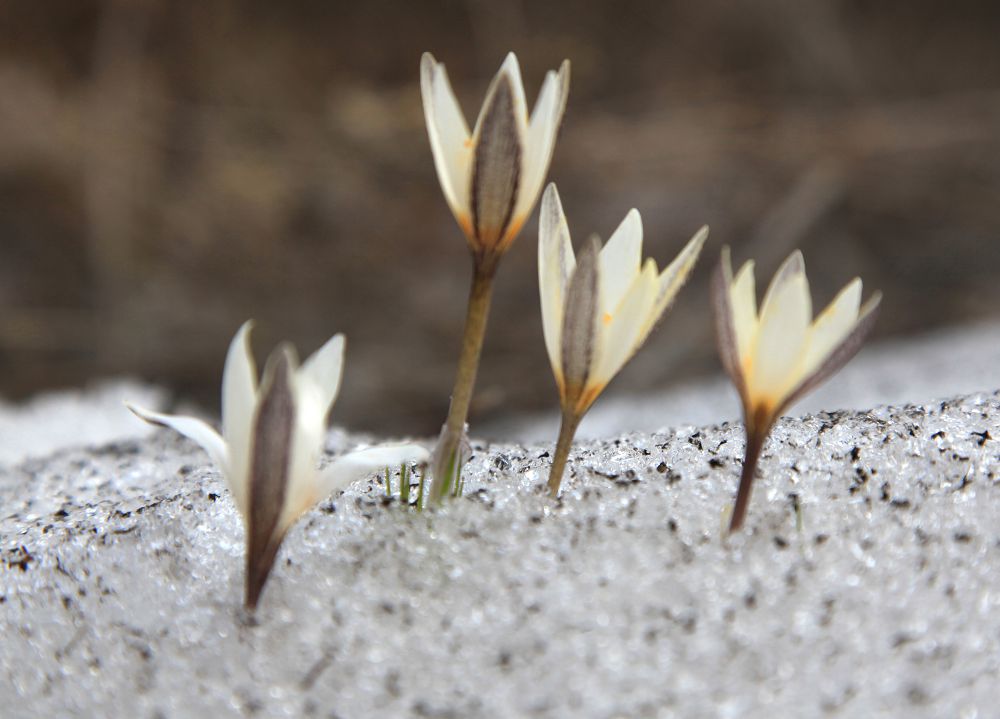 2018 جىلدىڭ جارتى جىلدىعىنا ارنالعان اۋا رايى ايقىندالدى