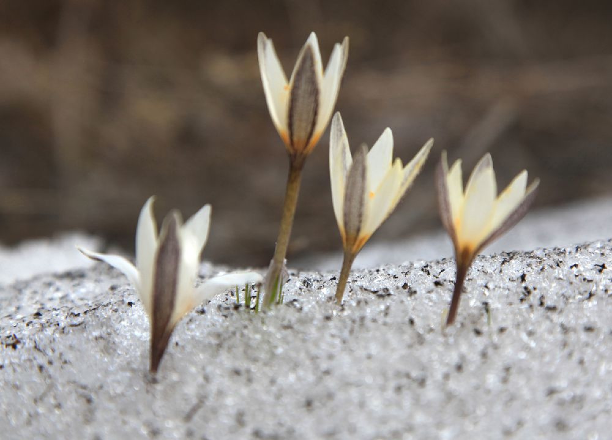 22 ناۋرىزعا ارنالعان اۋا رايى بولجامى
