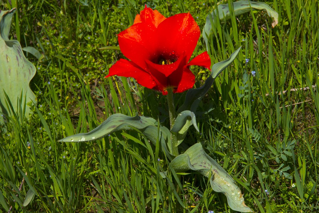 وڭتۇستىك قىزعالداق فەستيۆالىنە شاقىرادى