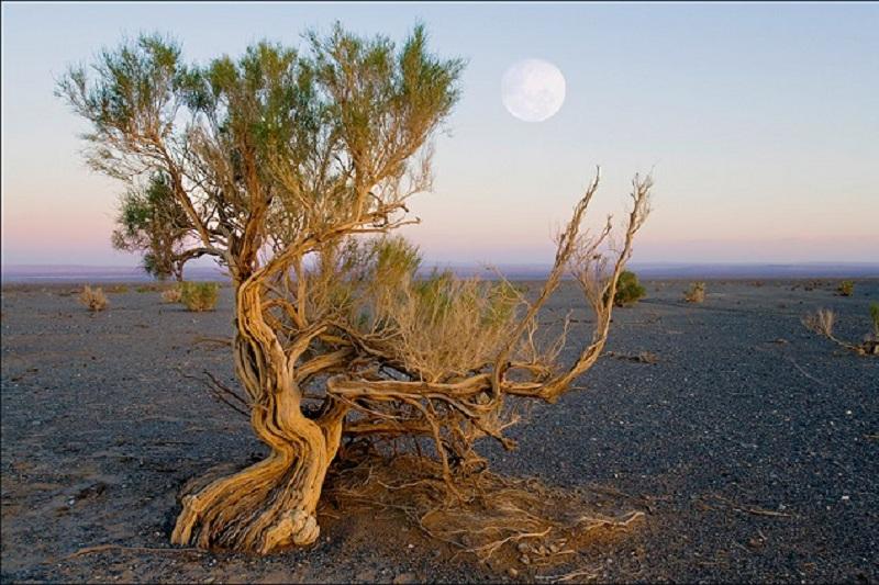 ارالعا 10 مىڭ گەكتار سەكسەۋىل وتىرعىزىلادى