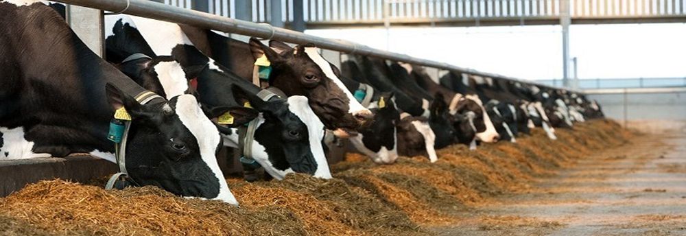 «ءسۇت كوپ, كومىر از...»
