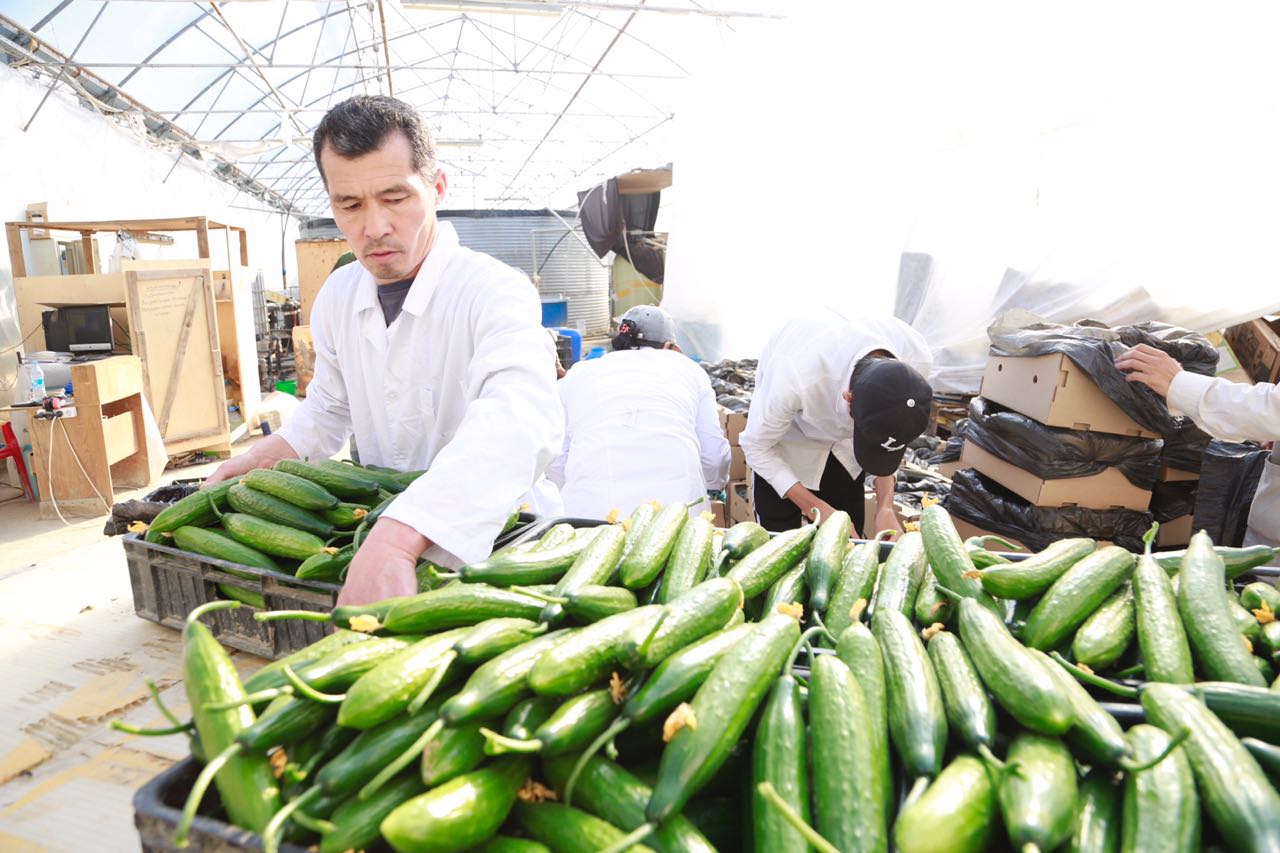 اتىراۋدا مەملەكەتتىك باعدارلامالار ارقاسىندا كاسىپكەرلەر قاتارى ارتىپ كەلەدى