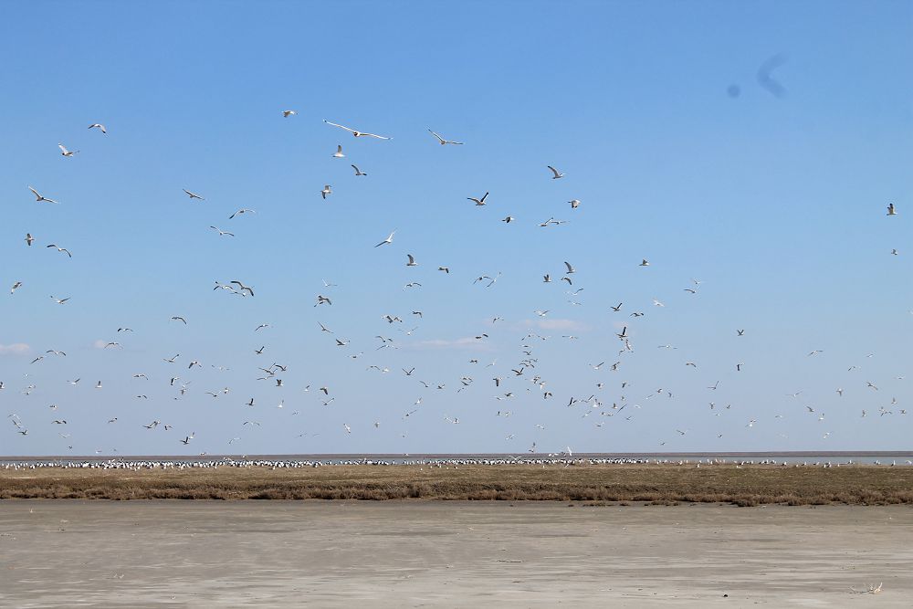 تەرەڭكولدەگى شاعالا ارالىن بىلەسىز بە؟