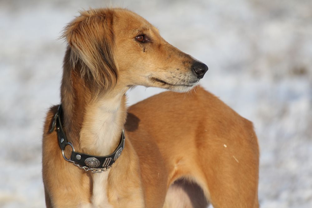 وتاندىق يت­بەگىلەردىڭ ءوز ىشىندە الاۋىزدىق كوپ