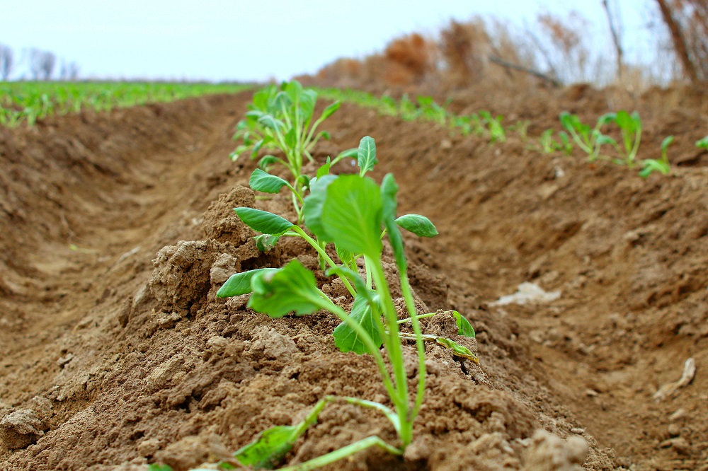 وڭتۇستىكتە كوكتەمگى ەگىس جۇمىستارى قارقىن الدى