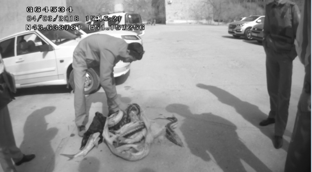 «بەكىرە-2018» ءىس-شاراسى: ماڭعىستاۋدا زاڭسىز بالىق اۋلاعاندار ۇستالدى