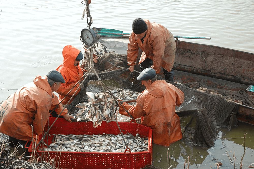 ماڭعىستاۋدا بالىق شارۋاشى­لىعىن قالپىنا كەلتىرۋ – شەشىمىن تابۋى ءتيىس ماسەلە