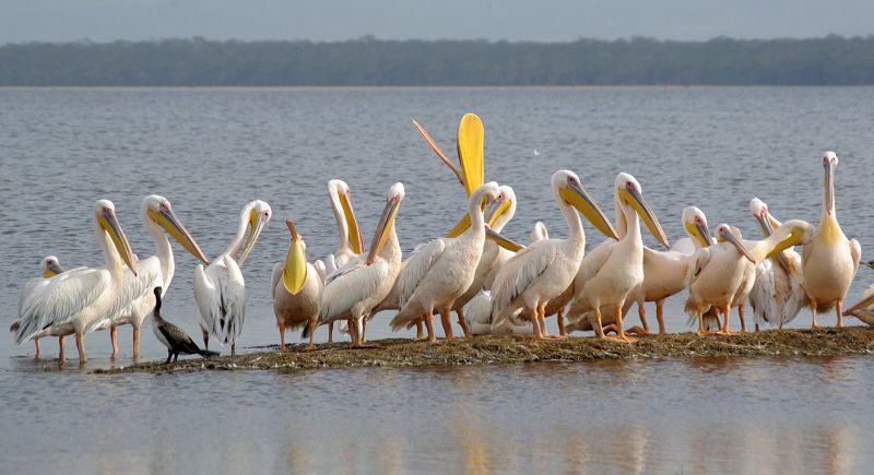 بىرقازاندار نەگە ەرتە كەلدى؟