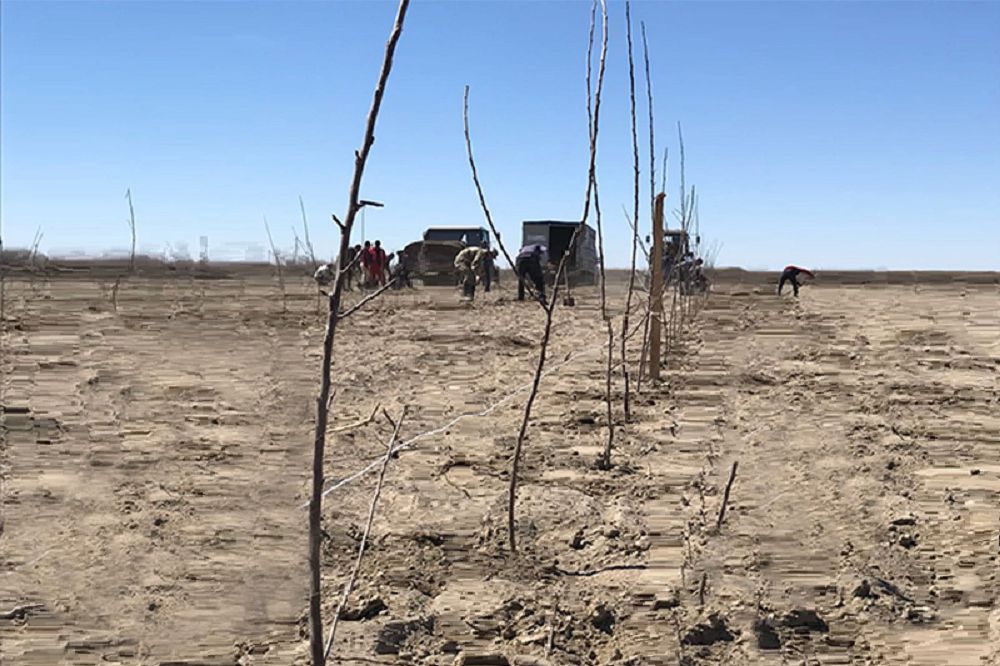 كاسىپكەر اۋىلىنا 13 مىڭ ءتۇپ الما اعاشىن سىيلادى