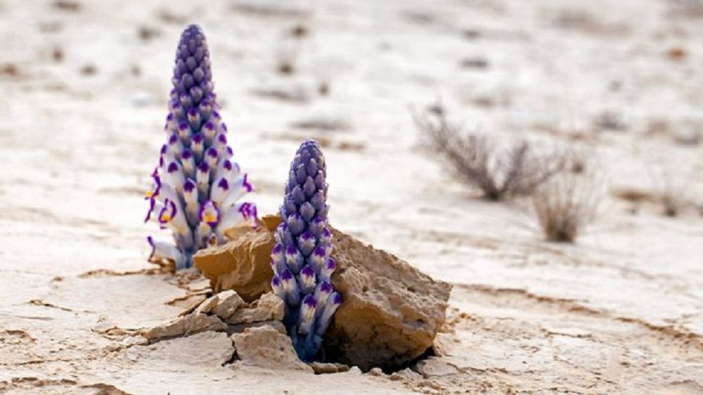 قۇمداعى «جەنشەن»