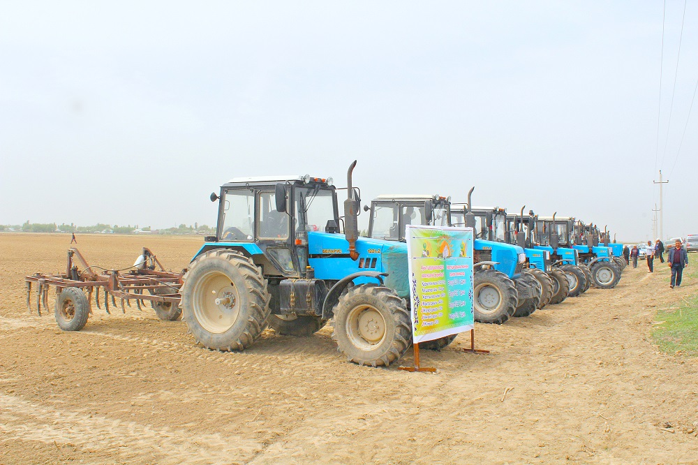 ماقتارالدا 95 مىڭ گەكتارعا جۋىق جەرگە «اق التىن» ءدانى سەبىلەدى