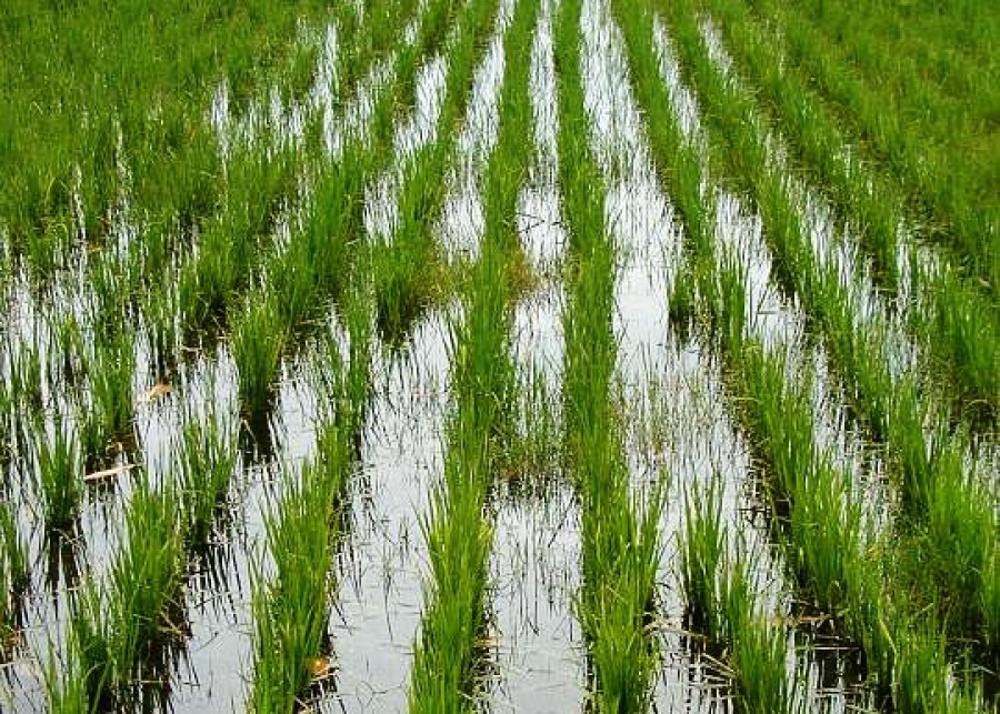 قىزىلوردا وبلىسىنداعى كاسىپكەرلەر پالاتاسىنىڭ ماماندارى ديحاندارعا تەگىن كەڭەس بەرەدى