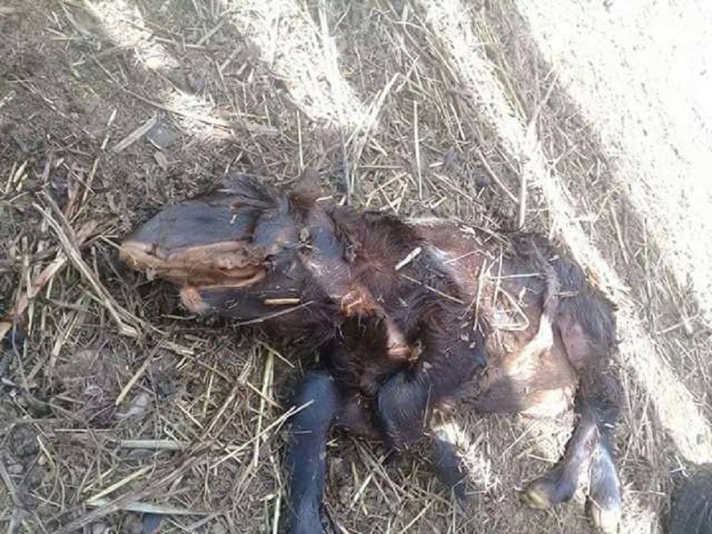 «قابان» قوزىعا ۇركە قاراۋدىڭ قاجەتى جوق 