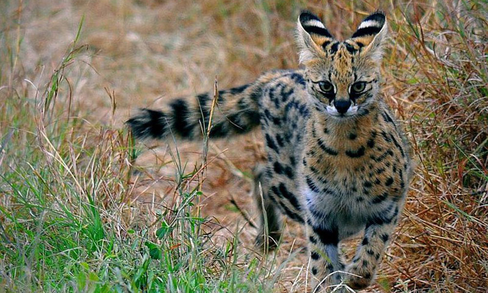 وسكەمەندەگى زووباققا جابايى مىسىقتار اكەلىندى
